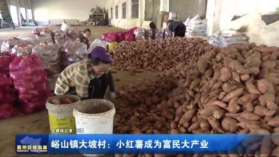峪山镇大坡村：小红薯成为富民大产业