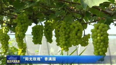 “阳光玫瑰”香满园