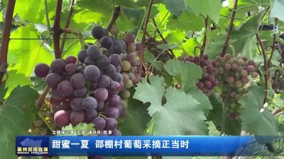 甜蜜一夏 邵棚村葡萄采摘正当时