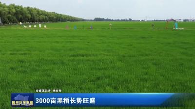 3000亩黑稻长势旺盛