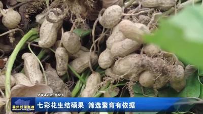 七彩花生结硕果  筛选繁育有依据