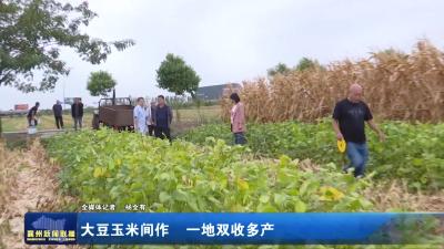 大豆玉米间作  一地双收多产