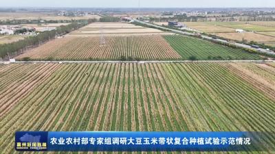 农业农村部专家组调研大豆玉米带状复合种植试验示范情况