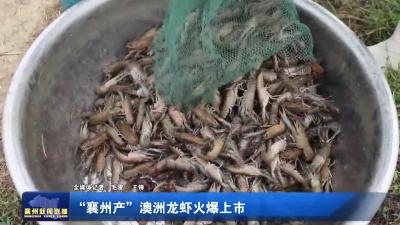 “襄州产”澳洲龙虾火爆上市