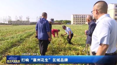 打响“襄州花生”区域品牌