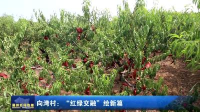向湾村：“红绿交融”绘新篇