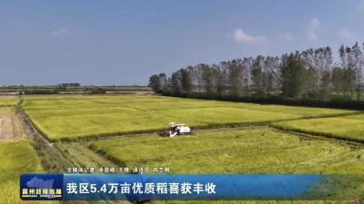 我区5.4万亩优质稻喜获丰收