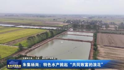 朱集杨岗：特色水产掀起“共同致富的浪花”