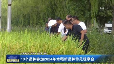 19个品种参加2024年水稻新品种示范观摩会