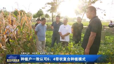 种植户一致认可6:4带状复合种植模式