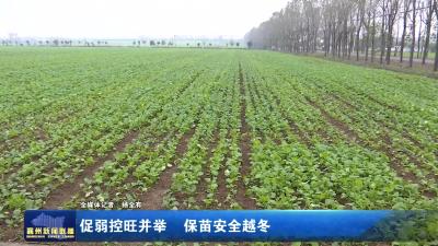 促弱控旺并举 保苗安全越冬