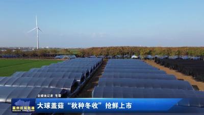 大球盖菇“秋种冬收”抢鲜上市
