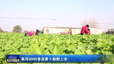 吴河3000多亩萝卜新鲜上市
