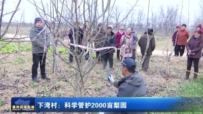 下湾村：科学管护2000亩梨园