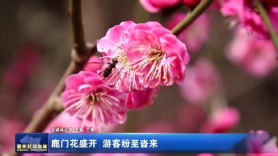 鹿门花盛开 游客纷至沓来
