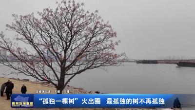 “孤独一棵树”火出圈最孤独的树不再孤独