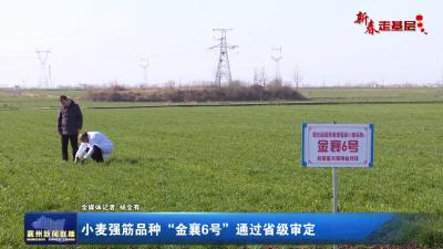 小麦强筋品种“金襄6号”通过省级审定