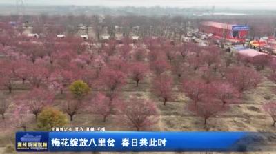 梅花绽放八里岔 春日共此时