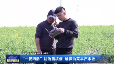 “一促四防”治理菌核病  确保油菜丰产丰收