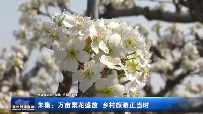朱集：万亩梨花盛放  乡村旅游正当时