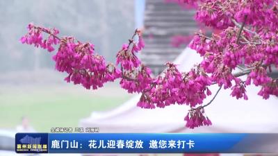 鹿门山：花儿迎春绽放  邀您来打卡