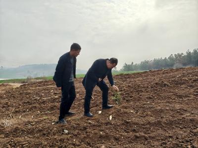 黄龙镇人大视察产业发展 为镇域经济“把脉开方”