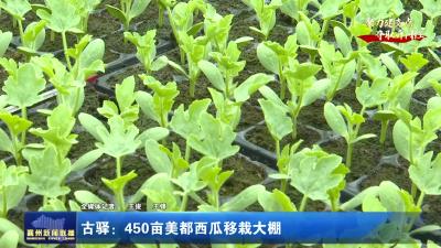 古驿：450亩美都西瓜移栽大棚