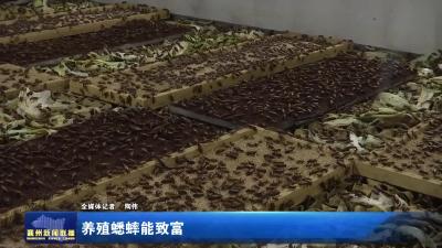 养殖蟋蟀能致富