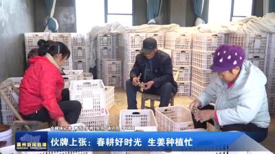 伙牌上张：春耕好时光  生姜种植忙