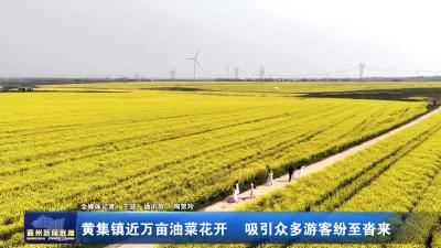黄集镇近万亩油菜花开 吸引众多游客纷至沓来