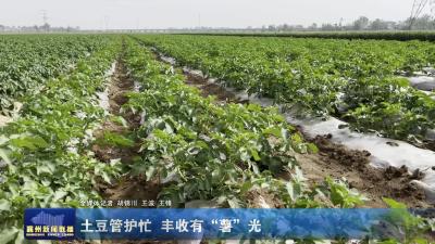 土豆管护忙  丰收有“薯”光