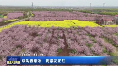 双沟春意浓  海棠花正红