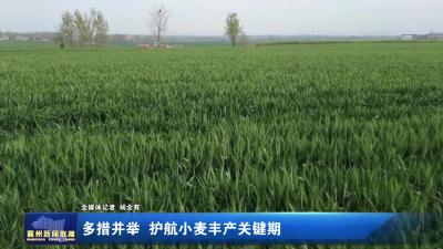 多措并举  护航小麦丰产关键期
