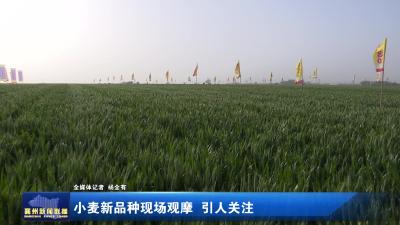 小麦新品种现场观摩  引人关注