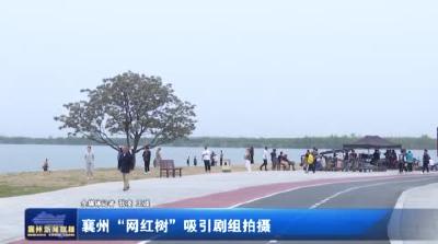 襄州“网红树”吸引剧组拍摄