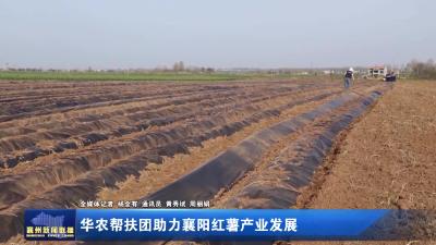 华农帮扶团助力襄阳红薯产业发展
