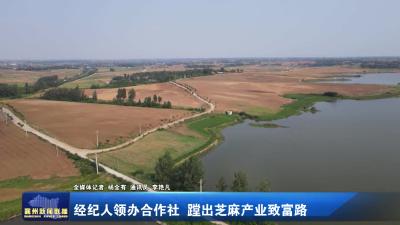 经纪人领办合作社  蹚出芝麻产业致富路