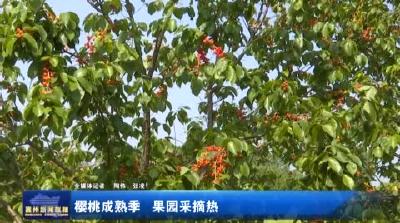 樱桃成熟季 果园采摘热