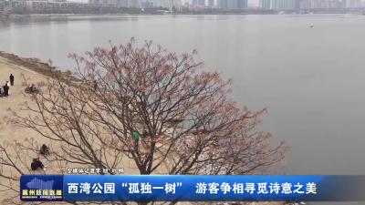 西湾公园“孤独一树” 游客争相寻觅诗意之美