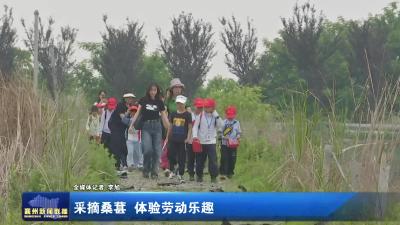 采摘桑葚 体验劳动乐趣