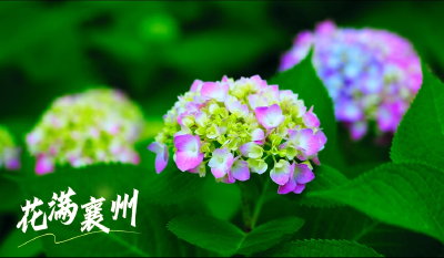 花满襄州