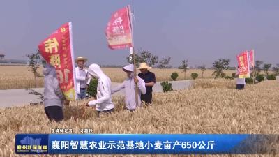 襄阳智慧农业示范基地小麦亩产650公斤