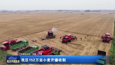 我区152万亩小麦开镰收割