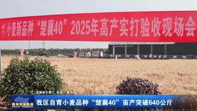 我区自育小麦品种!“楚襄40”!亩产突破640公斤