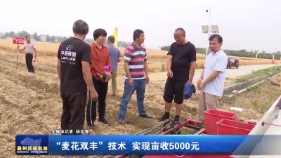 “麦花双丰”技术  实现亩收5000元
