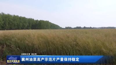 襄州油菜高产示范片产量保持稳定