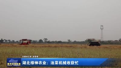 湖北绿神农业：油菜机械收获忙
