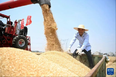 【央媒看襄州】央媒高频聚焦襄州夏收作业