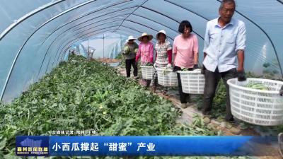 小西瓜撑起“甜蜜”产业