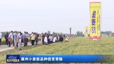 襄州小麦新品种倍受青睐